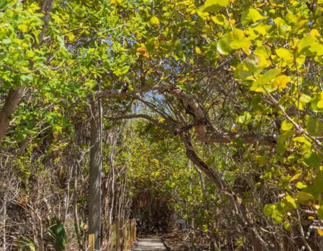 1-of-delnor-pass-trees.jpg