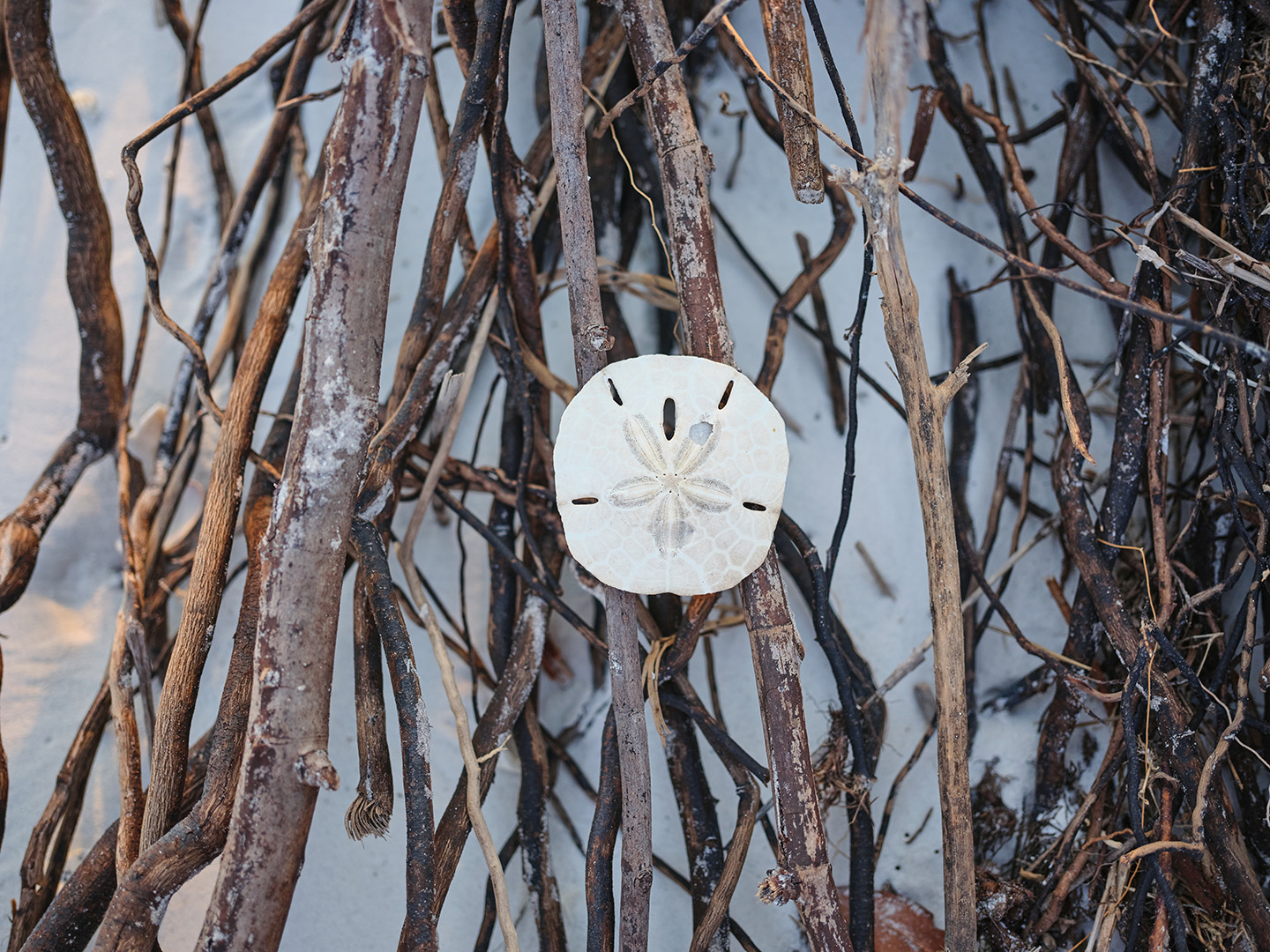 Sandollar on Tigertail Beach