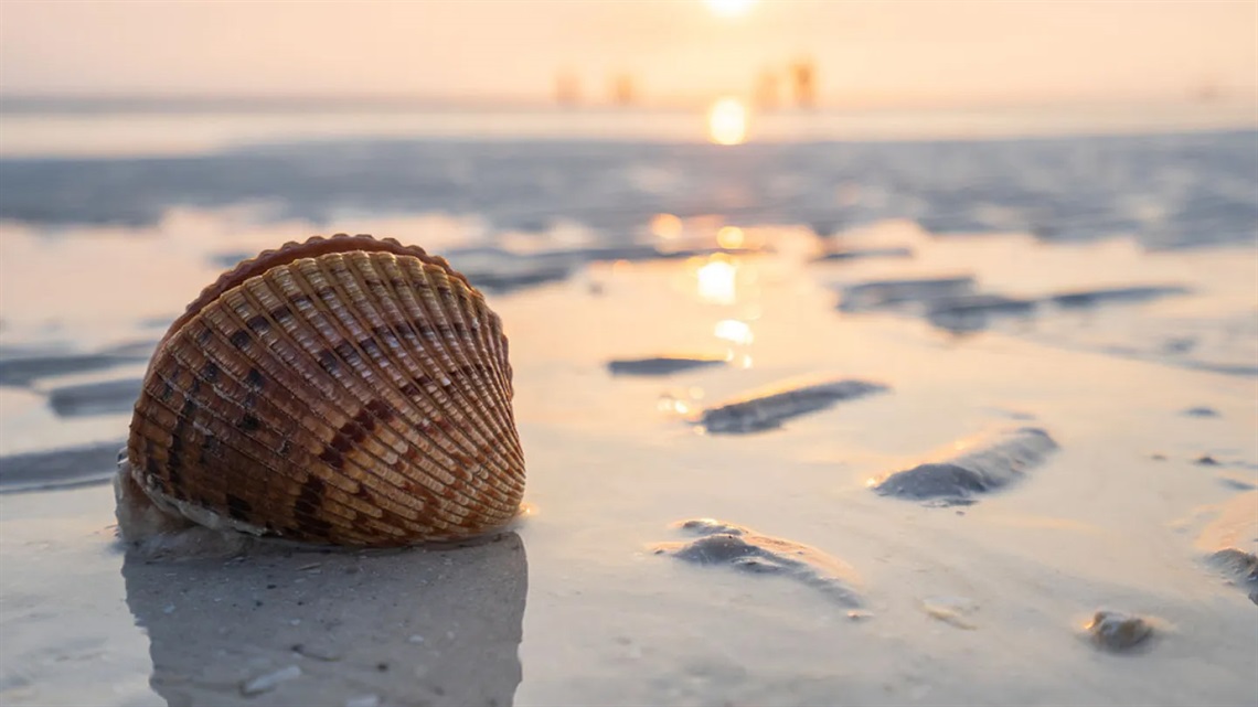 Shell in the Sand at Tigertail Beach During Sunset