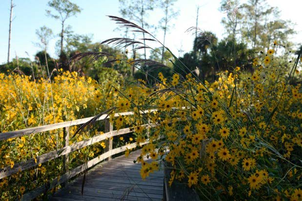 Southeastern Sunflowers in Bloom along Corkscrew Swamp Sanctuary Boardwalk.jpeg