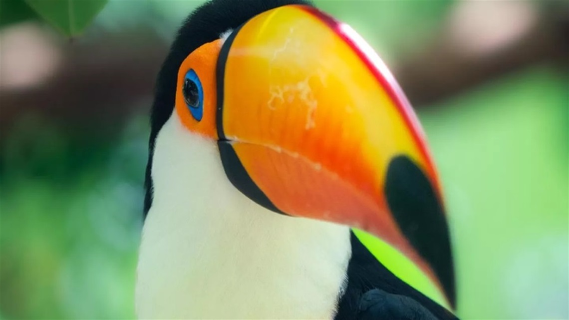 Toucan Zoo.jpeg