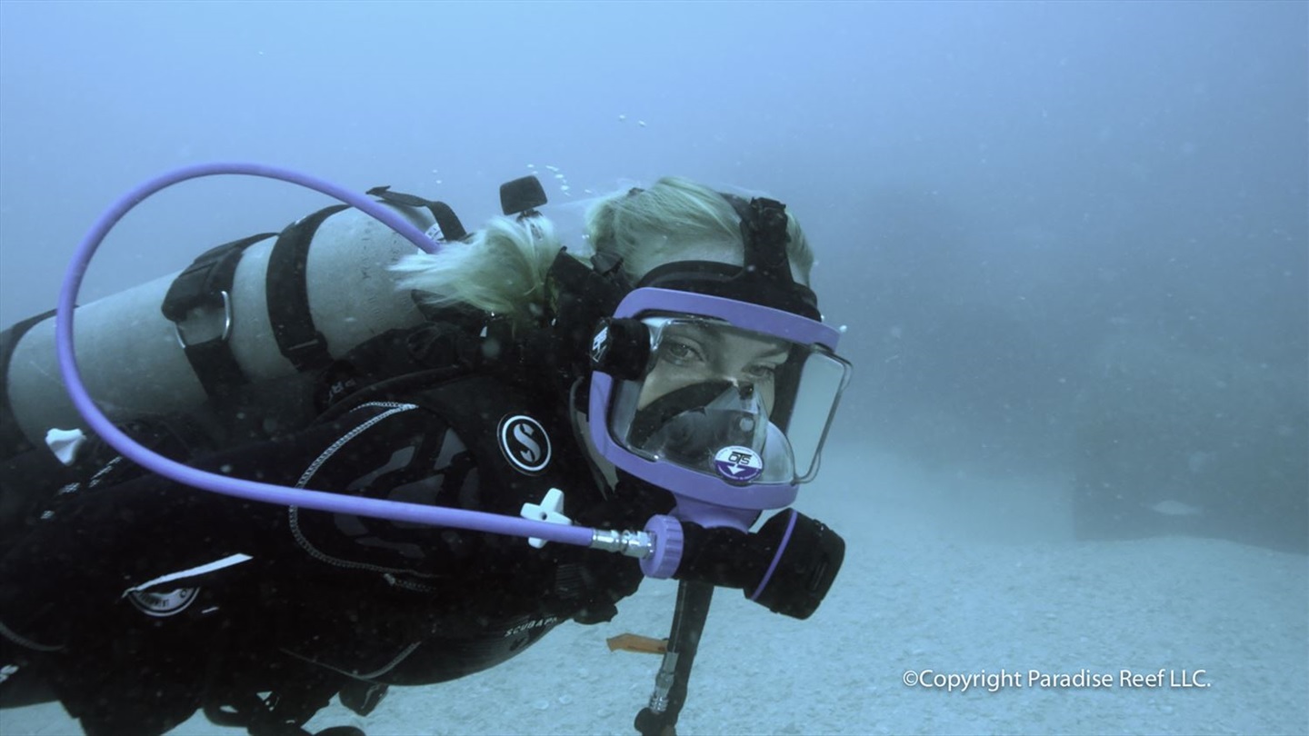 diver exploring the paradise reef