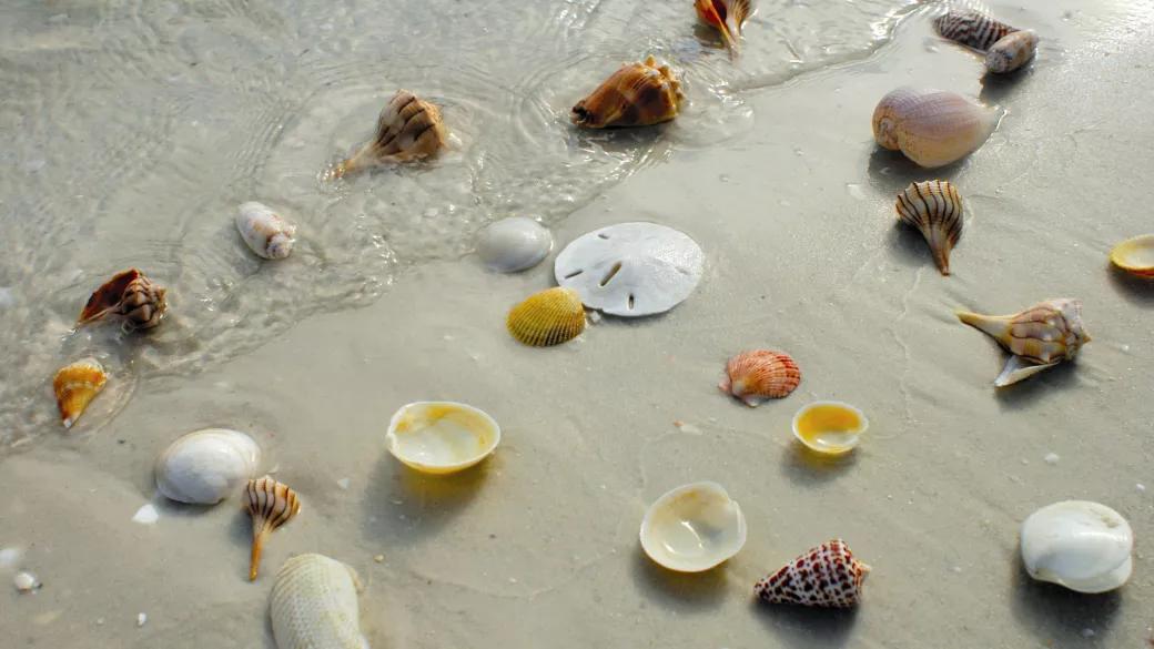 shellsjpg.jpg