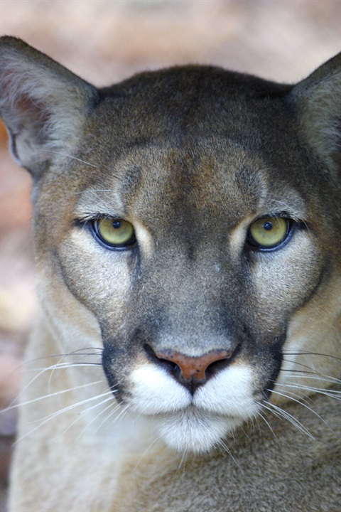 Florida-Panther-National-Wildlife-Refuge_004.jpg