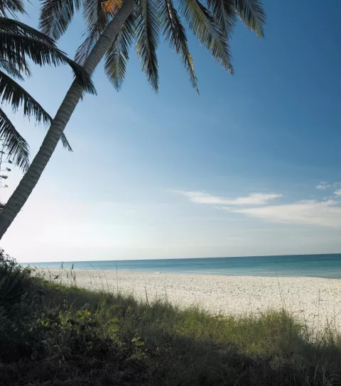 Palm tree on beach