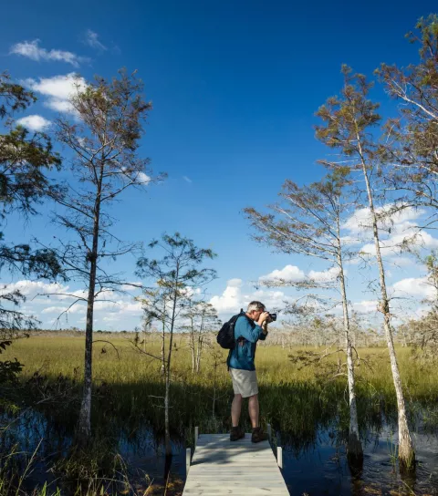 A person is standing on a dock in a wildlife prese