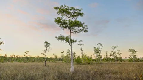 A few trees with sparse branches in a field. A few trees with sparse branches in a field.