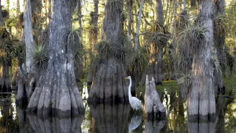 Cypress_National_Park_-_Great_Egret.jpg