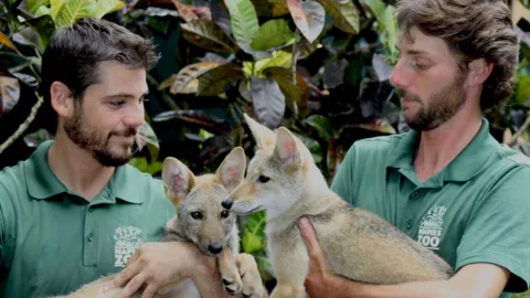 Naples_Zoo_Coyote_Pups_2.jpg