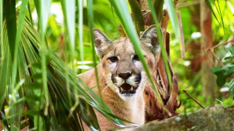 Panther at the Naples Zoo