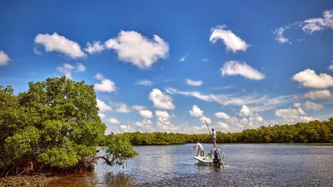 Two people fly-fish from a boat in the Everglades. Two people fly-fish from a boat in the Everglades.