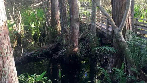 Corkscrew Swamp Sanctuary