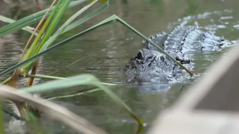 gator.jpg gator.jpg
