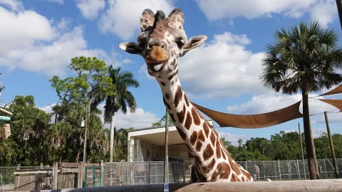 The Naples Zoo is a 43-acre zoo and historic botan The Naples Zoo is a 43-acre zoo and historic botan