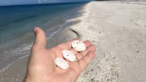 Discover shells on Keewaydin Island