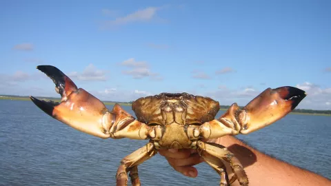 listing-447-stone_crab.jpg listing-447-stone_crab.jpg