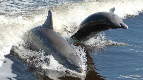 listing-547-Dolphin Pair.jpg listing-547-Dolphin Pair.jpg
