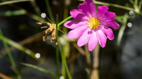 A delicate patch of white flowers will suddenly ap