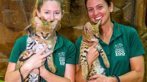 Serval Cats at the Naples Zoo