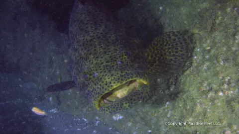 Now, 37 new artificial reefs built from over 18,0 Now, 37 new artificial reefs built from over 18,0