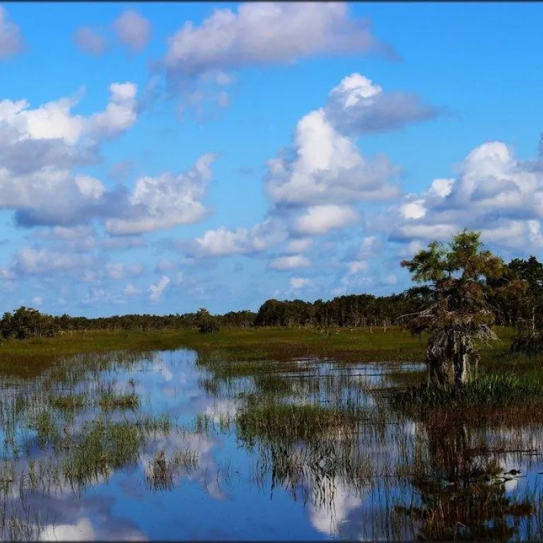 Down South Airboat Tours Photo