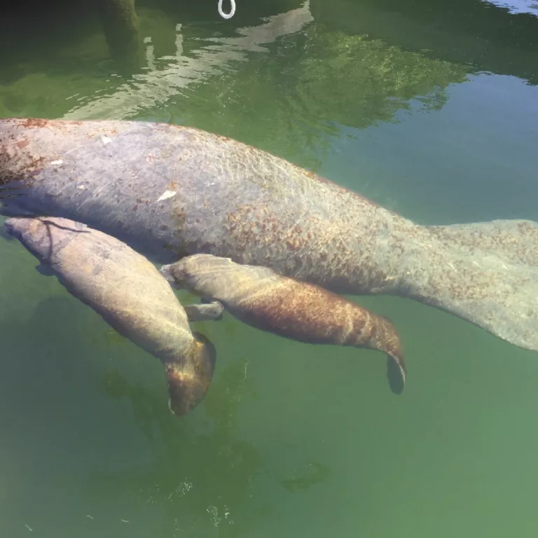 Manatee Sightseeing and Wildlife Adventures Photo