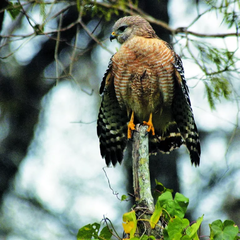 Red shouldered hawk Photo