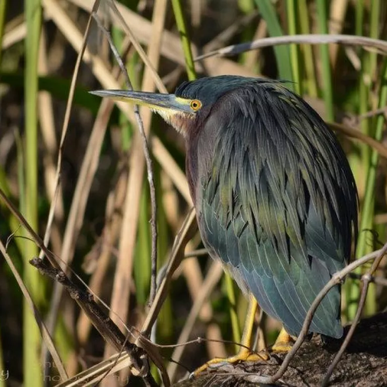 Little green heron Photo 4