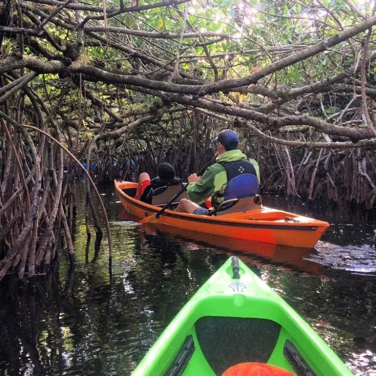 Guided mangrove tunnel kayak trip Photo