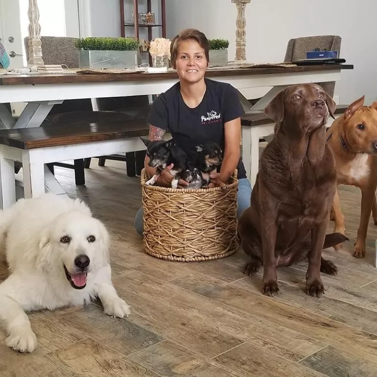 Pampered Pet Resorts Paradise Coast