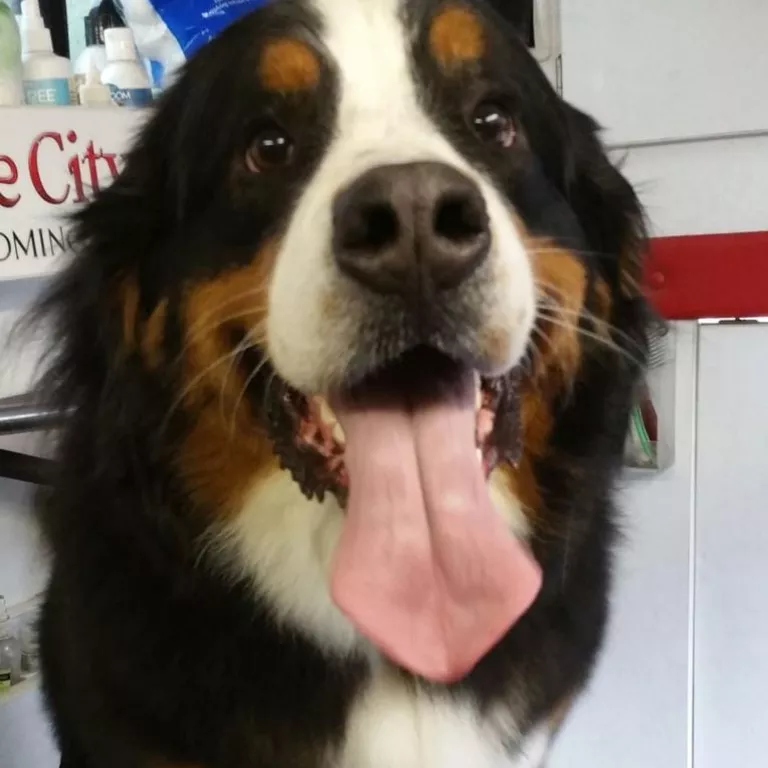 Suds in the Sun Mobile Pet Grooming & Spa Photo