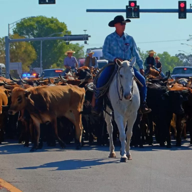 Immokalee Cattle Drive & Jamboree Photo