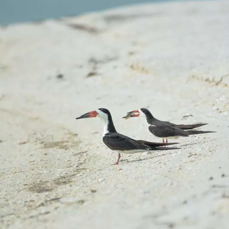 shore birds Photo