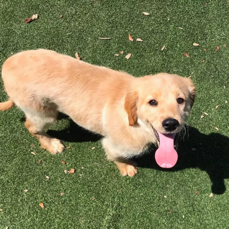 Naples Pet Paradise Photo