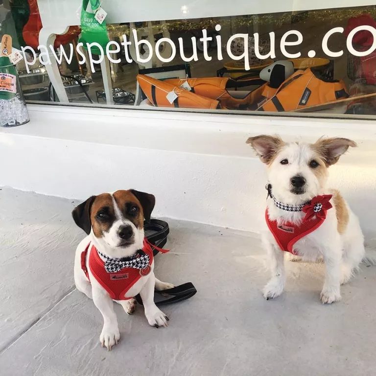 Paws Pet Boutique Photo