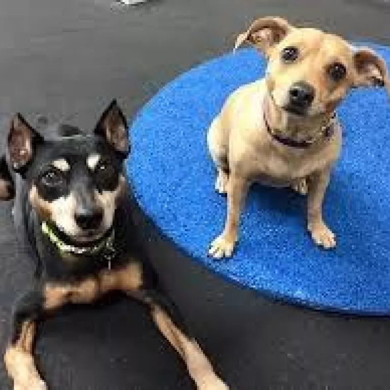 Ruffgers Dog University Photo