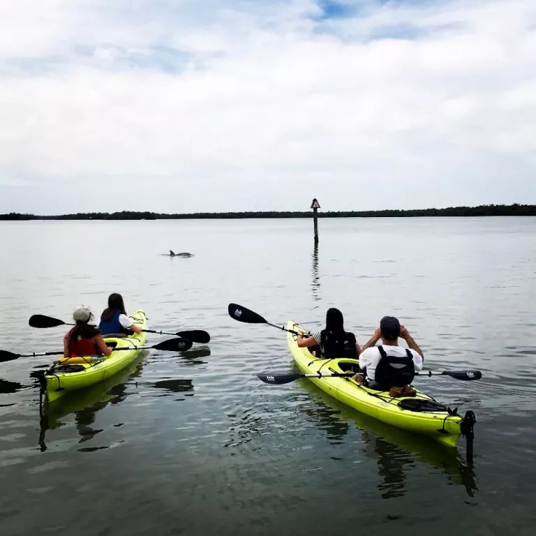 Dolphins on our kayak tour Photo