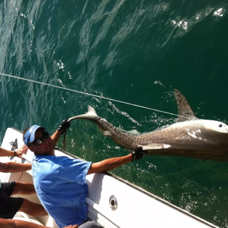 Naples Tiger Shark Photo