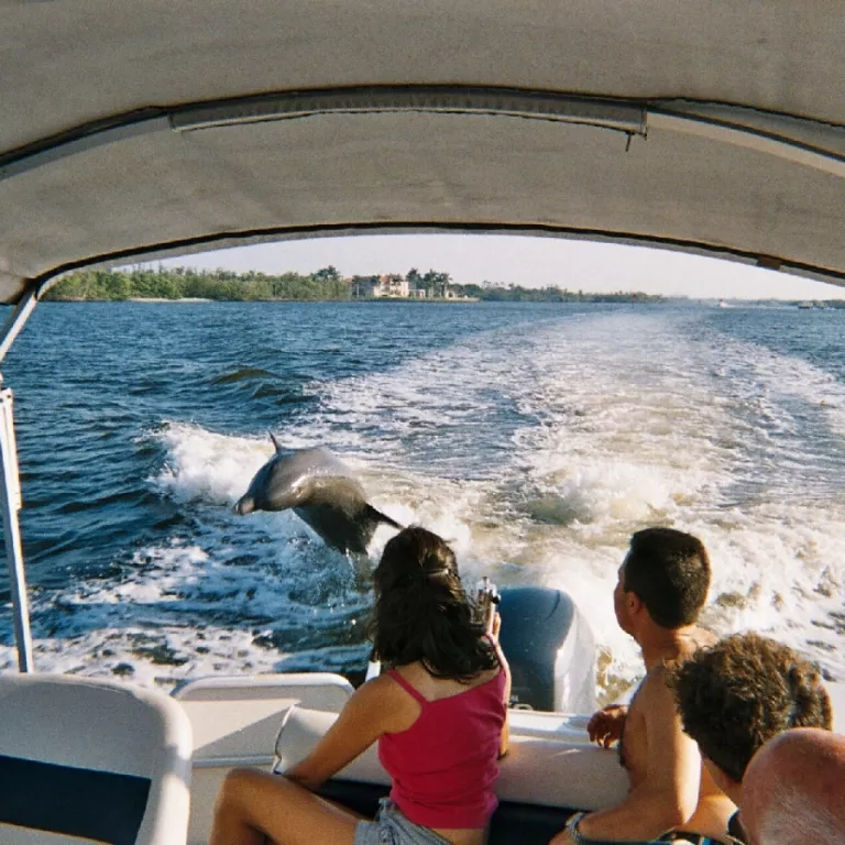 The Dolphin Show Photo 6