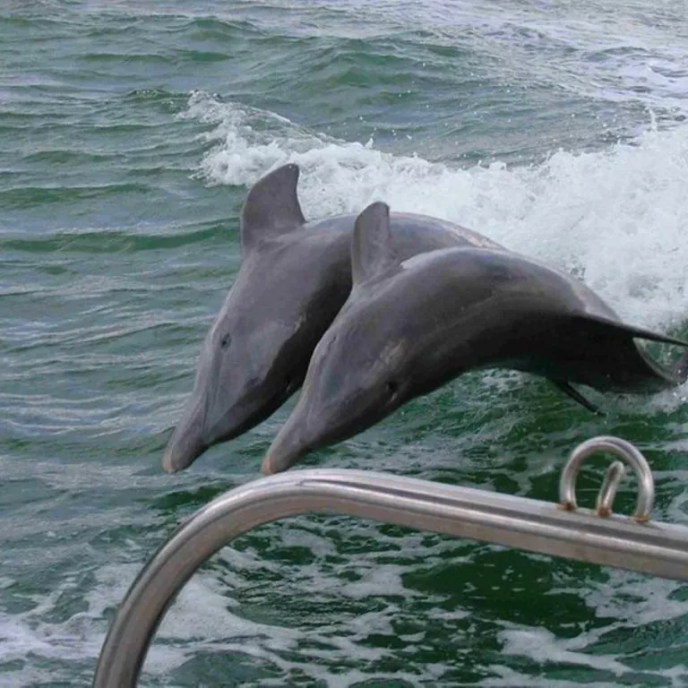 Dolphins Dancing Photo 5