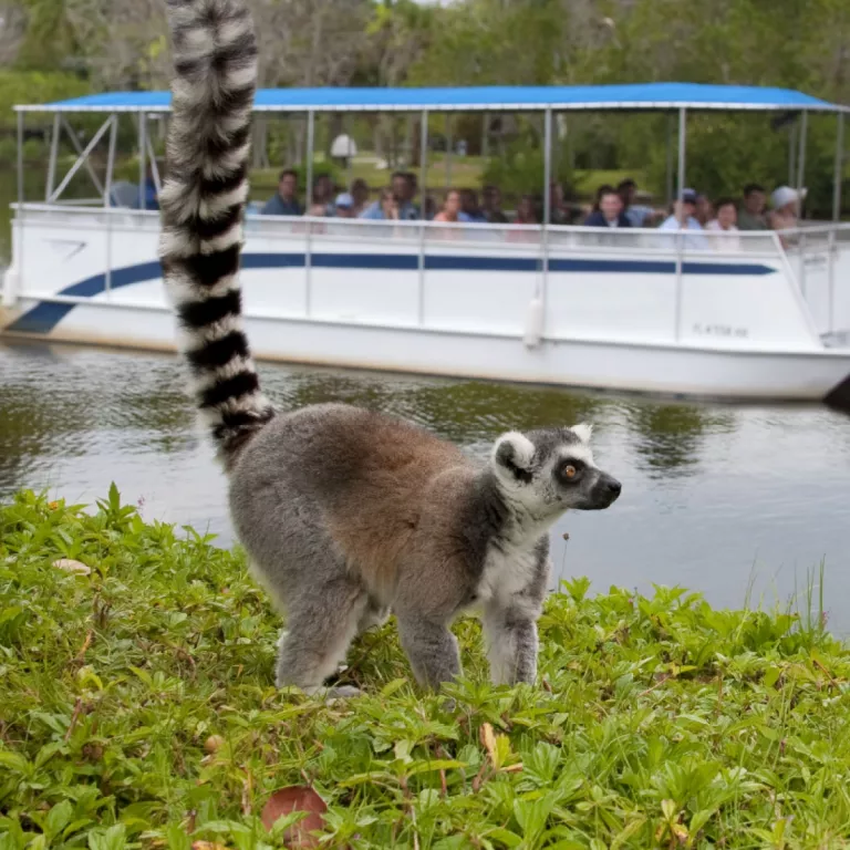 Guests aboard the Primate Expedition Cruise observe a lemur on an island. Photo 7