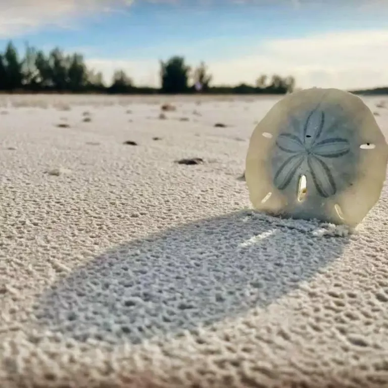 Treasure Seekers Shell Tours Photo