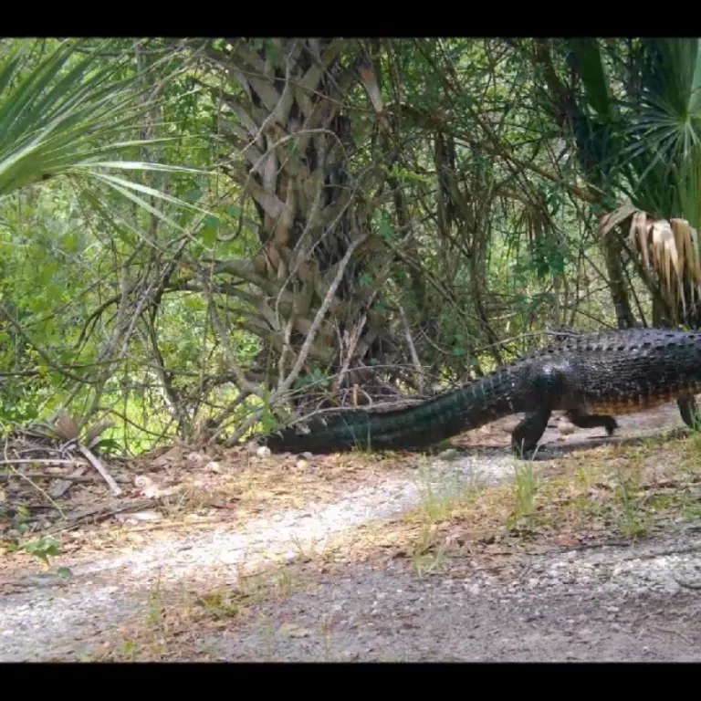 MyFWC Florida Fish and Wildlife Photo