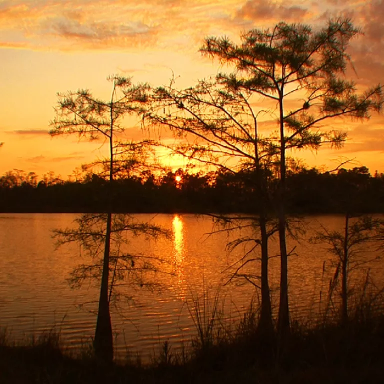 Sunset in the Big Cypress - photo by Elam Stoltzfus Photo