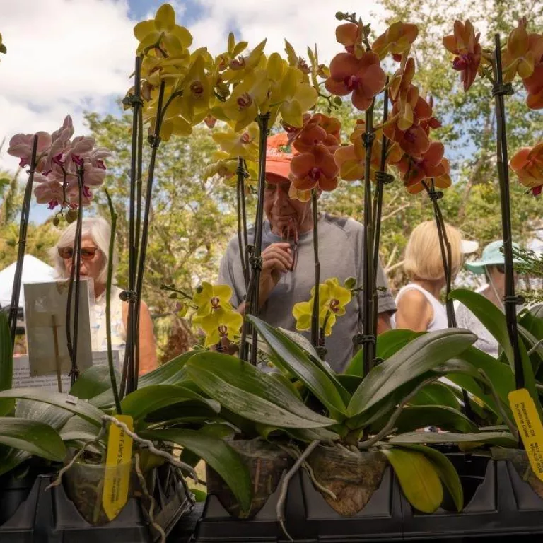 Naples Orchid Society Annual Show & Sale Photo
