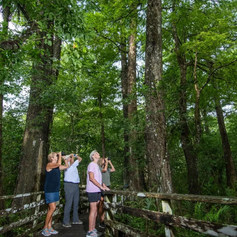 Visitors enjoying the ancient bald cypress forest. Photo: Charlie McDonald Photo