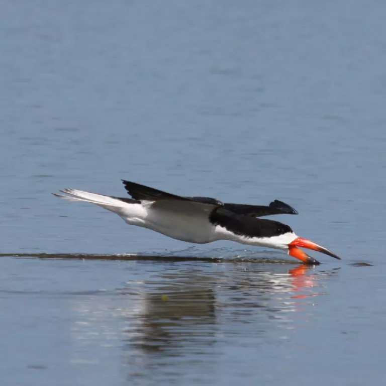 black skimmer Photo