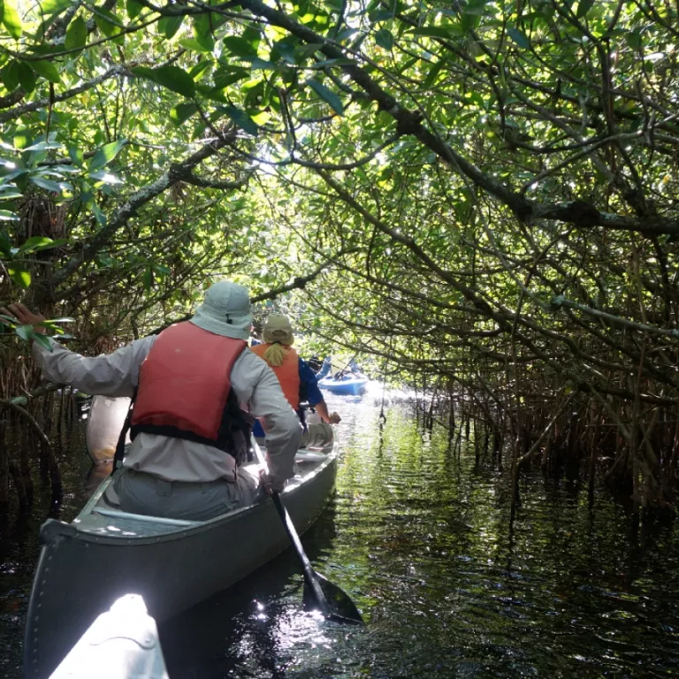 Canoe through mangrove tunnels of the Turner River with a ranger Photo