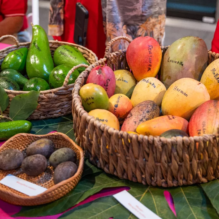 Tasting the Tropics Photo