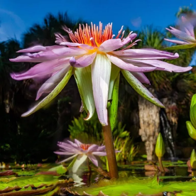 Waterlily (1) Photo